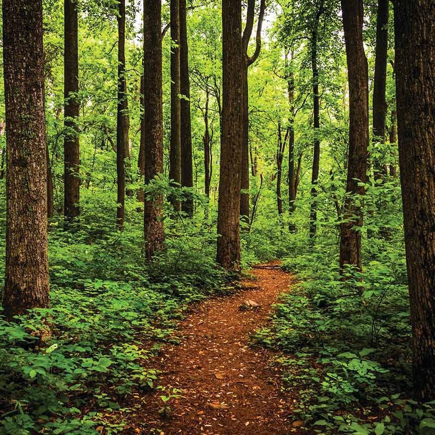 Forest and pathway Forest and pathway